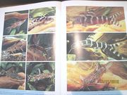 Продам в Ташкенте энциклопедию аквариумных рыб 
