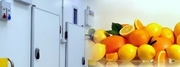 Холодильные камеры для хранения фруктов и овощей под ключ!