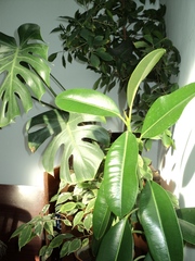 Растения для дома и офиса!-различных размеров! Саженцы лимона!