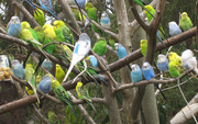 Волнистые попугаи разного окраса