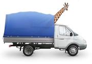Перевозка грузов,  мебели по Ташкенту и всем областям Узбекистана.