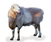 Горные овцы от 20 кг до 50 кг Кассоб SHER СЕРВИС с доставкой