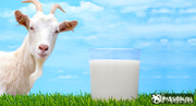 Козье молоко свежее цельное,  ежедневно ,  эчки сути