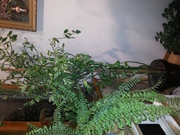 Растение для дома и офиса 