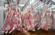 Продаётся качественное мясо говядины в больших количествах.