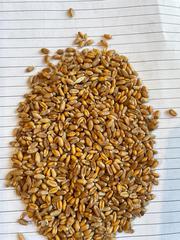 Пшеница 4 класс клейковина 18-20% Казахстан 290$/тонна DAP Сарыагаш