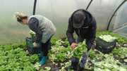 Работа на поле,  Сезонная работа с овощами,  работа в Польше