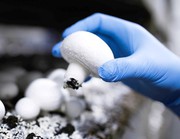 Работа в Польше с проживанием,  сбор шампиньонов