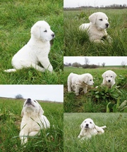 Продам щенка Алабая